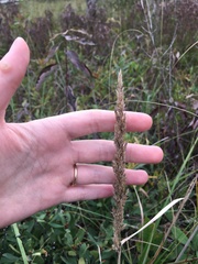 Calamagrostis inexpansa