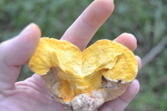Calvatia rugosa