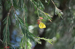 Catopsilia gorgophone