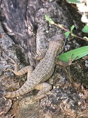 Leiocephalus carinatus