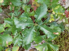 Quercus prinoides
