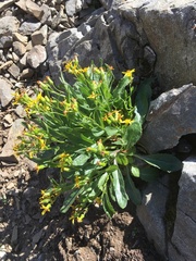 Senecio elmeri