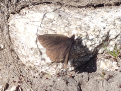 Erebia melas