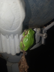 Hyla japonica