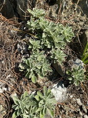 Antennaria dioica