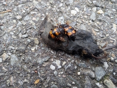 Nicrophorus quadripunctatus