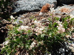 Holodiscus discolor microphyllus