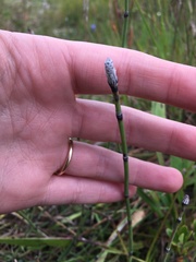 Equisetum × trachyodon