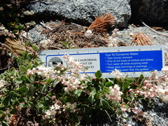 Holodiscus discolor microphyllus