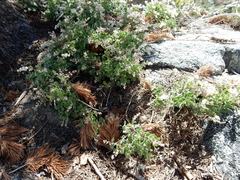 Holodiscus discolor microphyllus