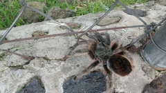 Dugesiella anitahoffmannae