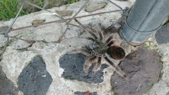 Dugesiella anitahoffmannae