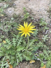 Arctotheca prostrata