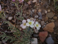 Nerisyrenia gracilis