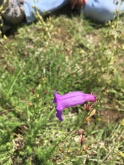 Penstemon minutifolius