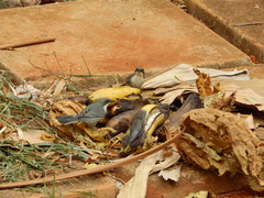 Microspingus cinereus