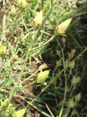Penstemon minutifolius