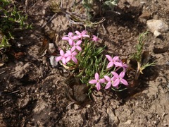 Houstonia rubra