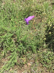 Penstemon minutifolius