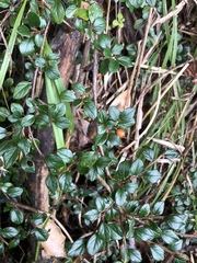 Cotoneaster rosiflorus