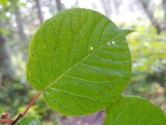 Actinidia kolomikta