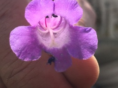 Penstemon minutifolius