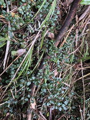 Cotoneaster rosiflorus