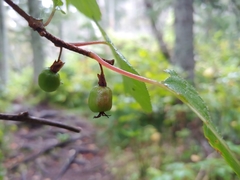 Actinidia kolomikta