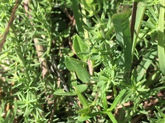 Penstemon minutifolius