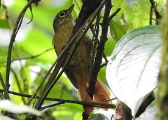 Anabacerthia striaticollis