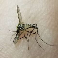 Aedes atropalpus