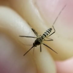 Aedes atropalpus