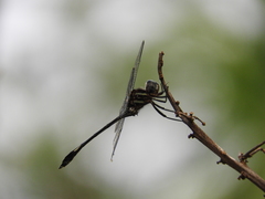 Brechmorhoga praecox