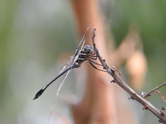 Brechmorhoga praecox