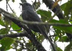 Lipaugus fuscocinereus