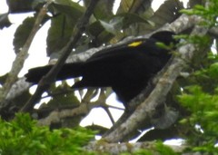Cacicus chrysonotus