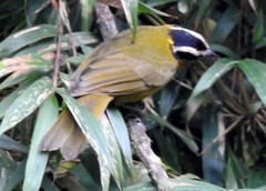 Kleinothraupis atropileus