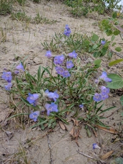 Penstemon gormanii