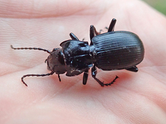 Pterostichus lama