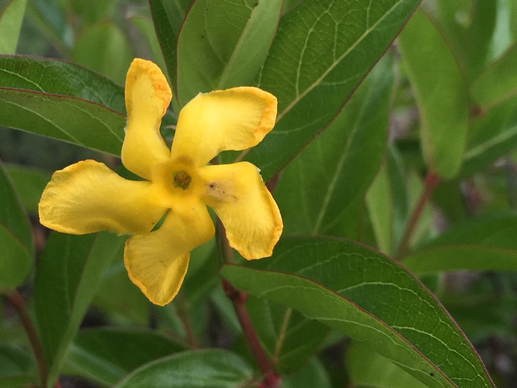 Mandevilla mexicana