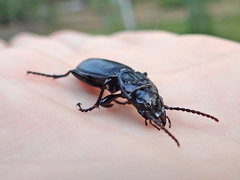 Pterostichus lama