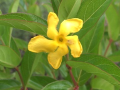 Mandevilla mexicana
