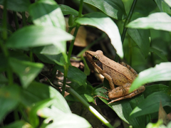 Rana longicrus