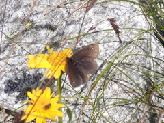 Erebia melas