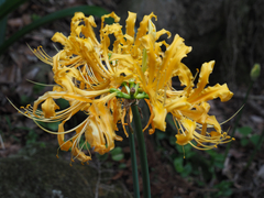 Lycoris aurea