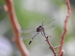 Brechmorhoga praecox