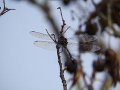 Brechmorhoga praecox