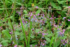 Desmodium pringlei