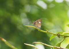 Horaga albimacula triumphalis