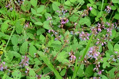 Desmodium pringlei